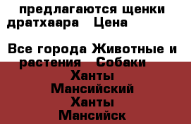 предлагаются щенки дратхаара › Цена ­ 20 000 - Все города Животные и растения » Собаки   . Ханты-Мансийский,Ханты-Мансийск г.